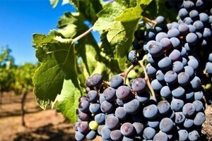 超聲波清洗機(jī)可以洗葡萄嗎？